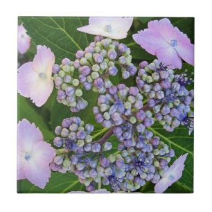 Azulejo De Cerámica Lavender Capucha de encaje Hydrangea Bloom Tile