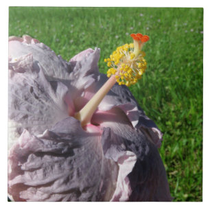 Azulejo De Cerámica Lavender Hibiscus Flower Tile