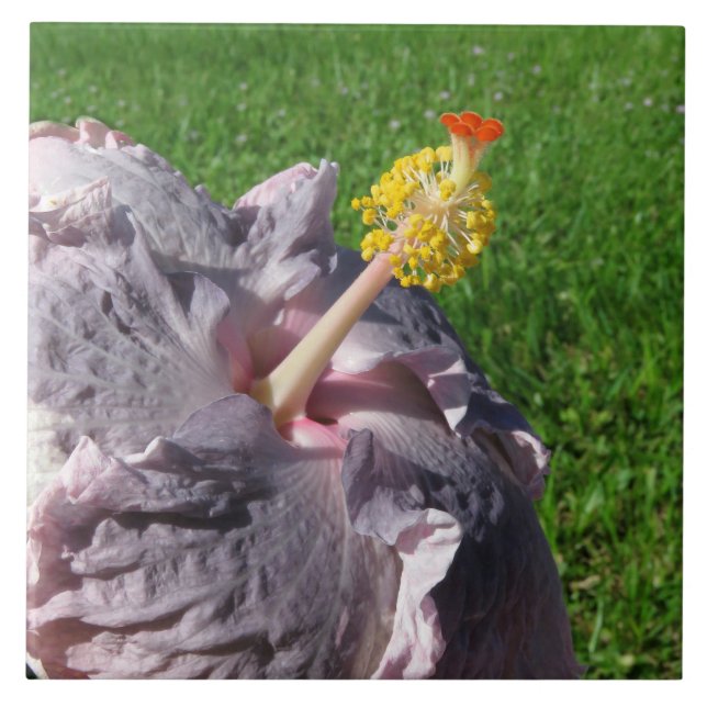 Azulejo De Cerámica Lavender Hibiscus Flower Tile (Frente)