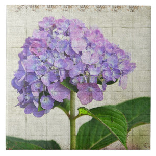 Azulejo De Cerámica Lavender Hydrangea Tile