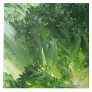 Azulejo De Cerámica Lechuga de hoja