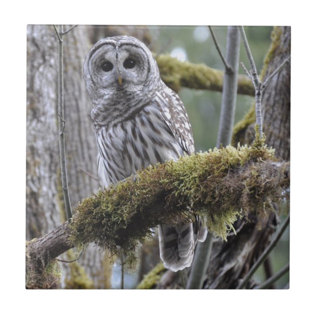 Azulejo De Cerámica Lechuza encerrada descansa en una extremidad cubie (Frente)