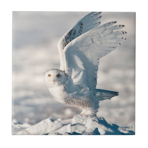 Azulejo De Cerámica Lechuza nevada despegando de la nieve