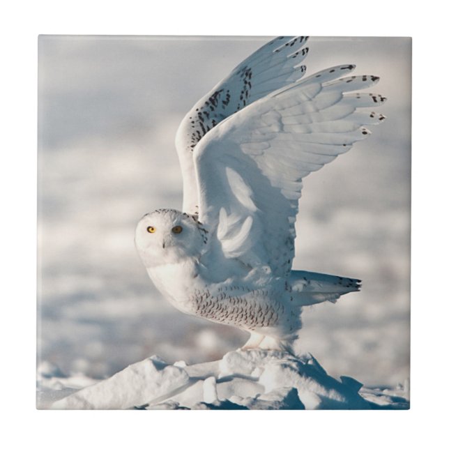 Azulejo De Cerámica Lechuza nevada despegando de la nieve (Frente)