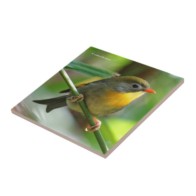 Azulejo De Cerámica Leiothrix colorida / Pekin Robin Songbird (Lado)
