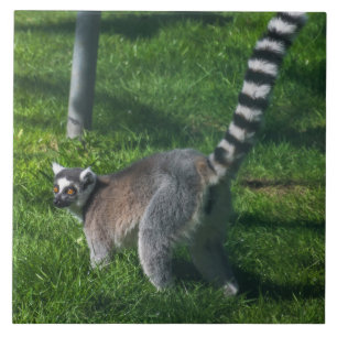 Azulejo De Cerámica Lemur hacia arriba cerámica cerámica