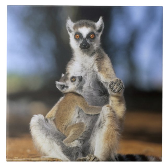 Azulejo De Cerámica Lemur, (Lemur catta), madre y (Frente)