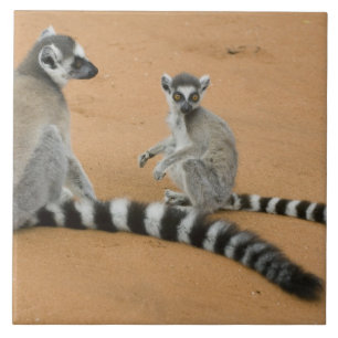 Azulejo De Cerámica Lémures de cola anillada, (Lemur catta), Berenty