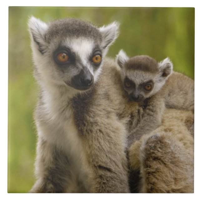 Azulejo De Cerámica Lemures (Lemur catta) Madre y bebé. (Frente)