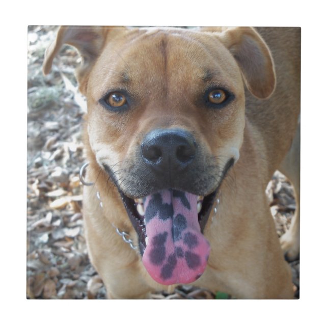 Azulejo De Cerámica Lengua manchada de perro feliz (Frente)