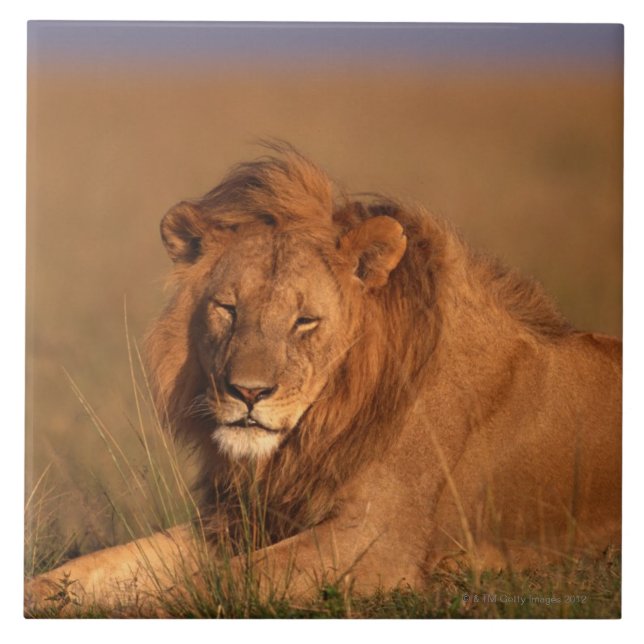 Azulejo De Cerámica León (Frente)