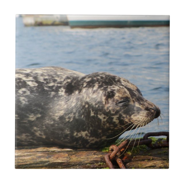 Azulejo De Cerámica León marino (Frente)