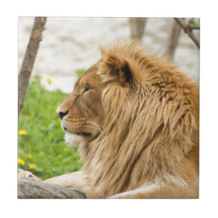 Azulejo De Cerámica León masculino descansando en hierba