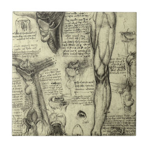 Azulejo De Cerámica Leonardo da Vinci Anatomía Humana Antigua Laringe