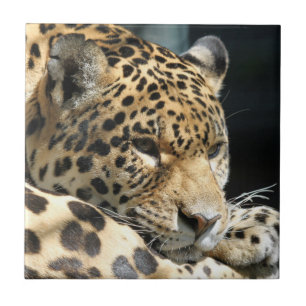 Azulejo De Cerámica Leopard 004
