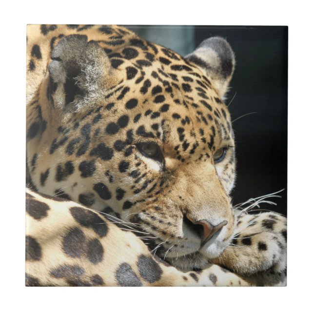 Azulejo De Cerámica Leopard 004 (Frente)