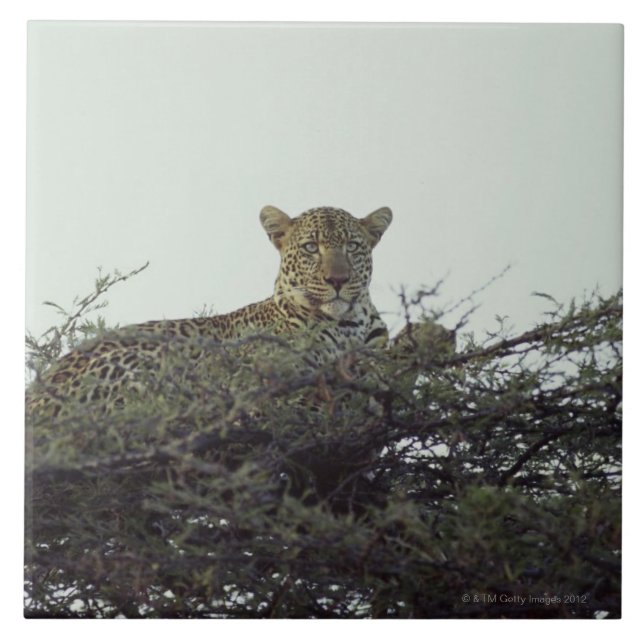 Azulejo De Cerámica Leopardo africano (Frente)