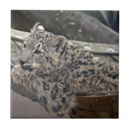 Azulejo De Cerámica Leopardo de la nieve