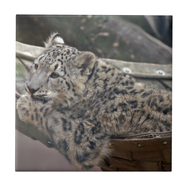 Azulejo De Cerámica Leopardo de la nieve (Frente)