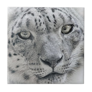 Azulejo De Cerámica Leopardo de la nieve blanca exótica