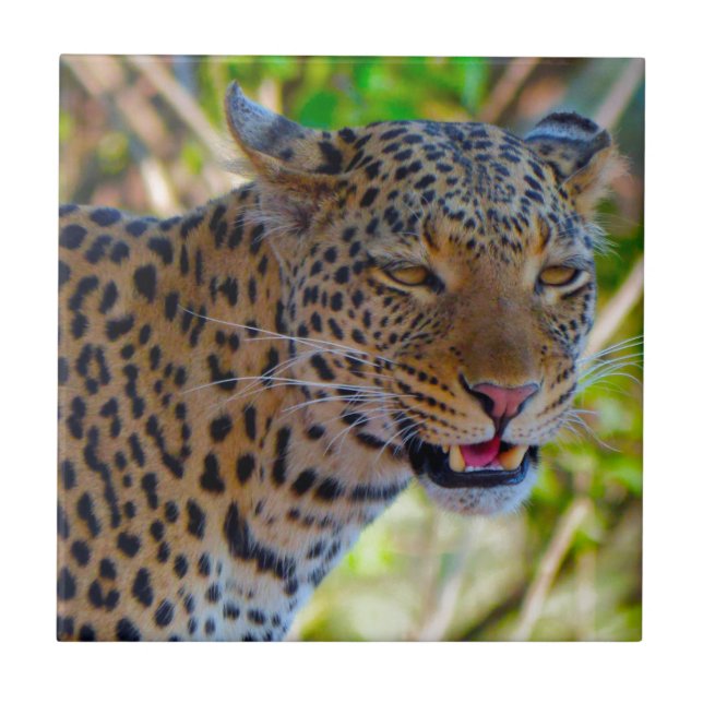 Azulejo De Cerámica Leopardo localizado (Frente)