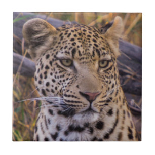 Azulejo De Cerámica Leopardo sentado, Botsuana, África