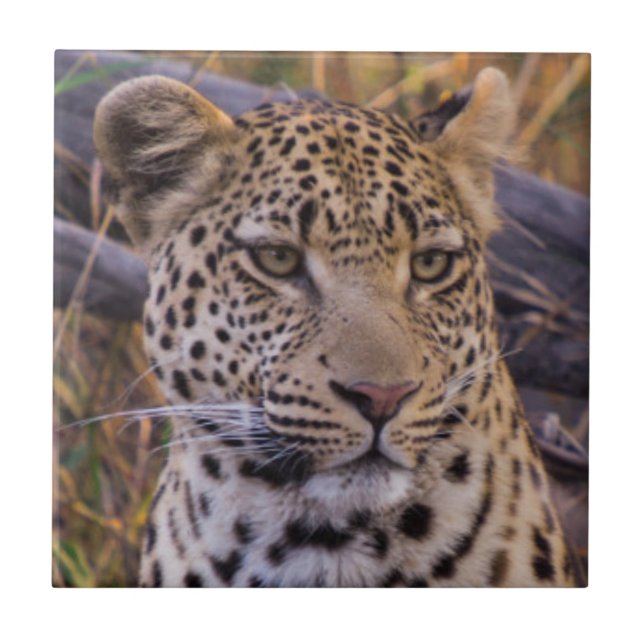 Azulejo De Cerámica Leopardo sentado, Botsuana, África (Frente)