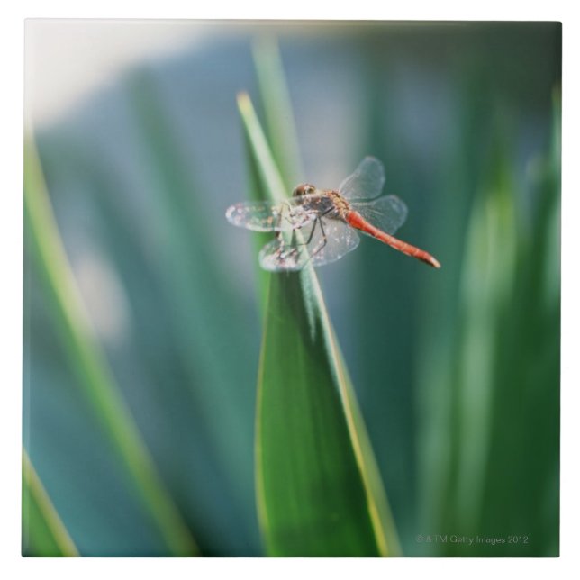 Azulejo De Cerámica Libélula (Frente)