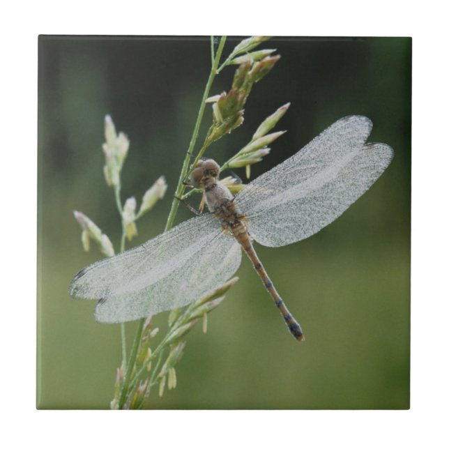 Azulejo De Cerámica Libélula Darner cubierta de rocío (Frente)