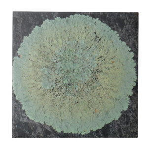 Azulejo De Cerámica Lichen Mossy Circle