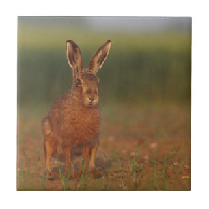 Azulejo De Cerámica Liebres de Harriet