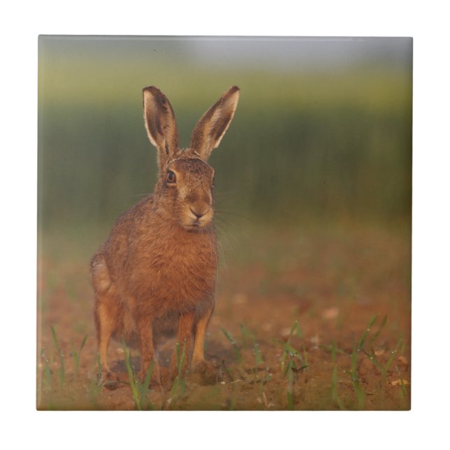 Azulejo De Cerámica Liebres de Harriet (Frente)