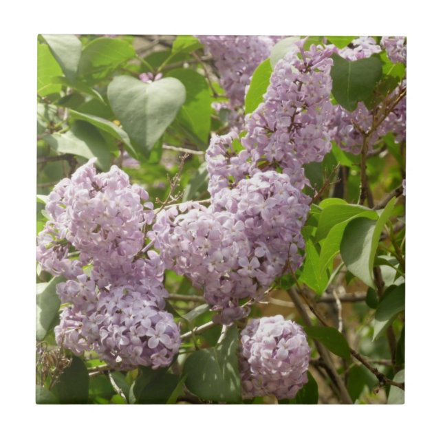 Azulejo De Cerámica Lilac Bush hermosas flores de primavera morada (Frente)