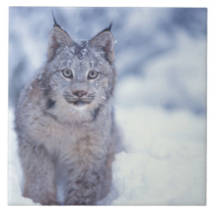 Azulejo De Cerámica Lince en la nieve en las estribaciones