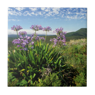 Azulejo De Cerámica Lirio africano (Agapanthus praecox), Mossel Bay