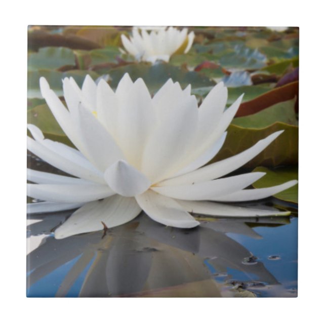 Azulejo De Cerámica Lirio De Agua Fragrante (Nymphaea Odorata) En Cadd (Frente)