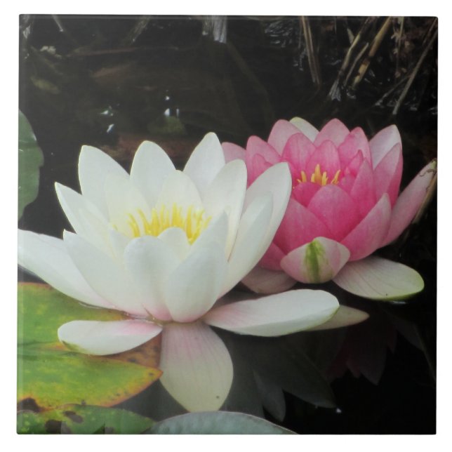 Azulejo De Cerámica LIRIOS de AGUA de SHARON SHARPE (Frente)