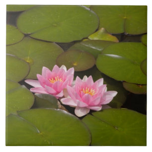 Azulejo De Cerámica Lirios de agua en flor