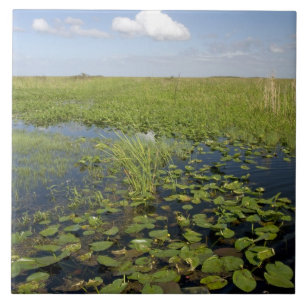 Azulejo De Cerámica Lirios de agua y sawgrass en los Everglades de Flo
