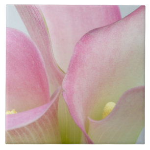 Azulejo De Cerámica Lirios de Calla Rosados