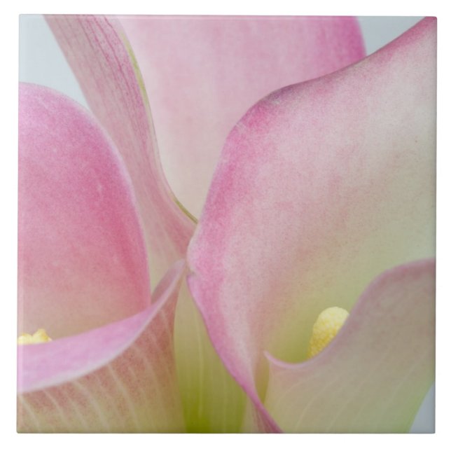 Azulejo De Cerámica Lirios de Calla Rosados (Frente)