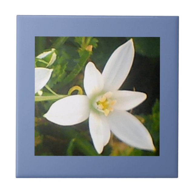 Azulejo De Cerámica Lluvia Primavera Blanca Flor Cerámica Tile (Frente)