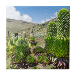 Azulejo De Cerámica Lobelia Gigante (Lobelia Deckenii) En Monte Kenya
