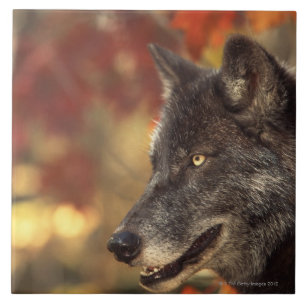 Azulejo De Cerámica Lobo 2