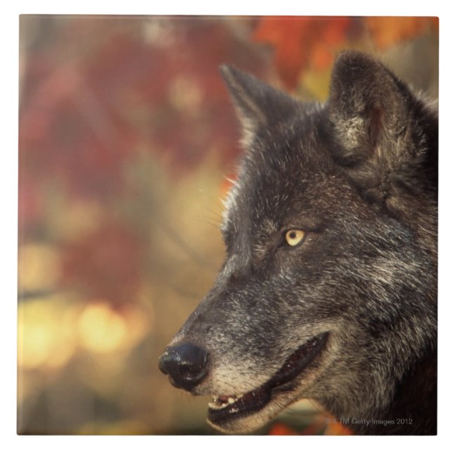 Azulejo De Cerámica Lobo 2 (Frente)