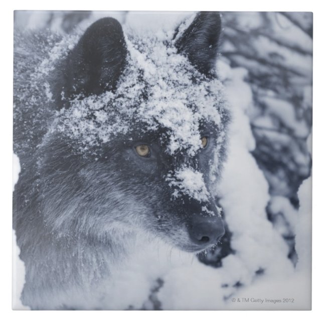 Azulejo De Cerámica Lobo solitario en nieve (Frente)