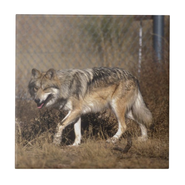 AZULEJO DE CERÁMICA LOBOS (Frente)
