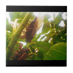 Azulejo De Cerámica Locust Country Tile Insets