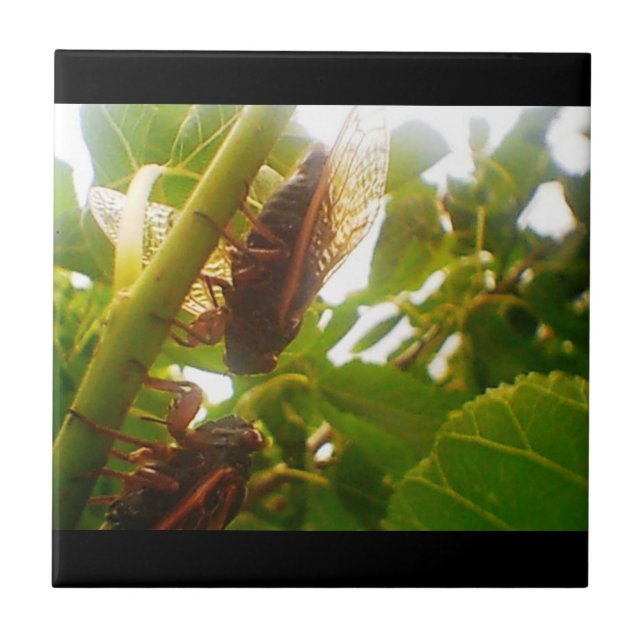 Azulejo De Cerámica Locust Country Tile Insets (Frente)