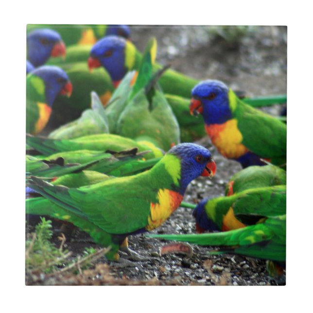 Azulejo De Cerámica Lorikeets del arcoiris australiano (Frente)